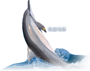 飛旋海豚